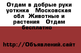 Отдам в добрые руки уоткнка - Московская обл. Животные и растения » Отдам бесплатно   